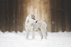 Siberian Husky Puppy
