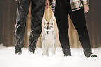 Siberian Husky Puppy