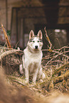 adult Siberian Husky