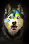 male Siberian Husky
