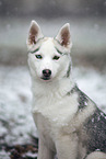 Siberian Husky Puppy
