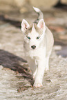 Siberian Husky Puppy