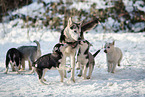 Siberian Huskys
