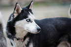 male Siberian Husky