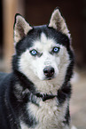 male Siberian Husky