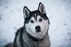 male Siberian Husky