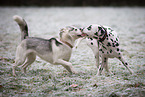 2 dogs