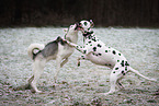 2 dogs