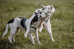 2 dogs