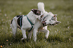 2 dogs