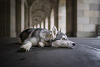 adult Siberian Husky