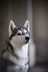 adult Siberian Husky