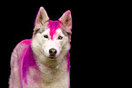 Siberian Husky at Holi shooting