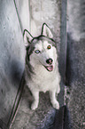 female Siberian Husky