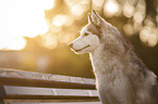 female Siberian Husky