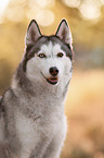 female Siberian Husky