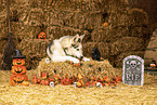 lying Siberian Husky
