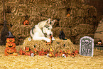 lying Siberian Husky