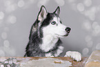 male Siberian Husky