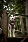 standing Siberian Husky