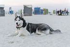 Siberian Husky