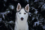 female Siberian Husky