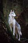 female Siberian Husky