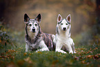 female Siberian Husky