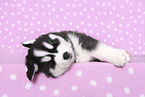 Siberian Husky Puppy