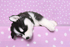 Siberian Husky Puppy