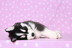 Siberian Husky Puppy