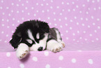 Siberian Husky Puppy