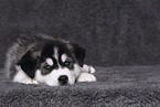 Siberian Husky Puppy