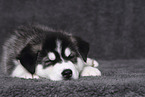 Siberian Husky Puppy