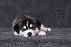 Siberian Husky Puppy