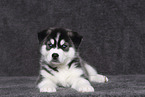 Siberian Husky Puppy