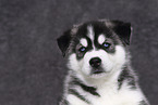 Siberian Husky Puppy