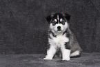 Siberian Husky Puppy