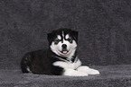 Siberian Husky Puppy