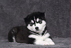 Siberian Husky Puppy