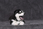 Siberian Husky Puppy