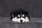 Siberian Husky Puppy