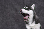 Siberian Husky Puppy