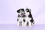 Siberian Husky Puppies