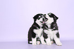 Siberian Husky Puppies