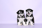 Siberian Husky Puppies