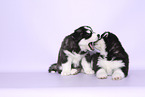 Siberian Husky Puppies