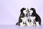 Siberian Husky Puppies