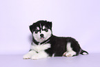 Siberian Husky Puppy