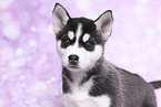 Siberian Husky Puppy